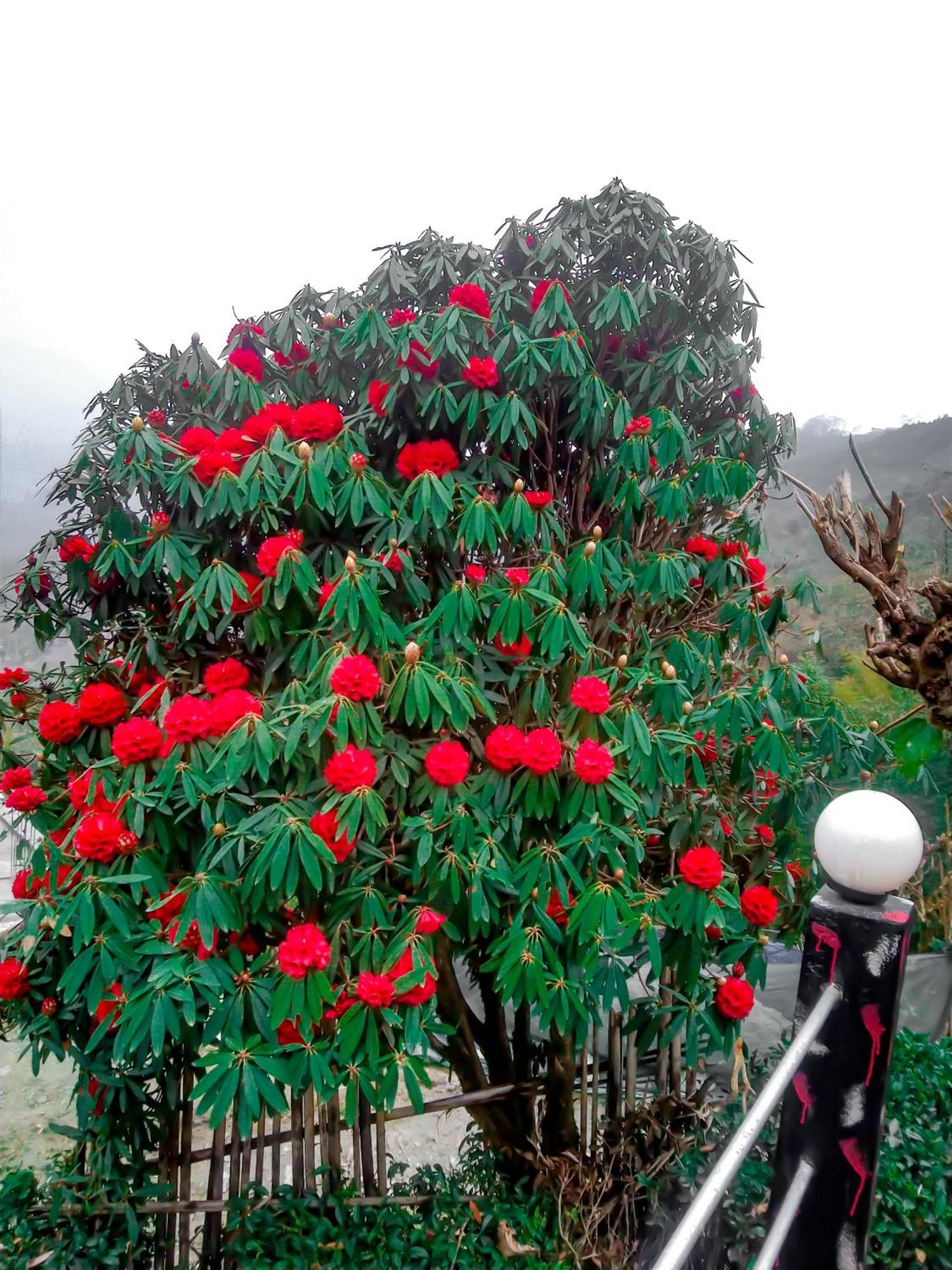 The Himalayan Resort Ravangla Esterno foto